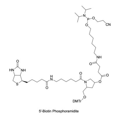 5'-Labelled Phosphoramidites