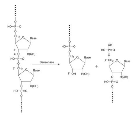 Benzonase, Ultra Nuclease,